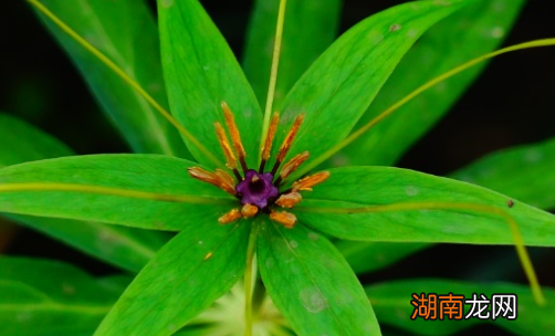 七叶一枝花属于什么品种?又有哪些生长的习性呢?