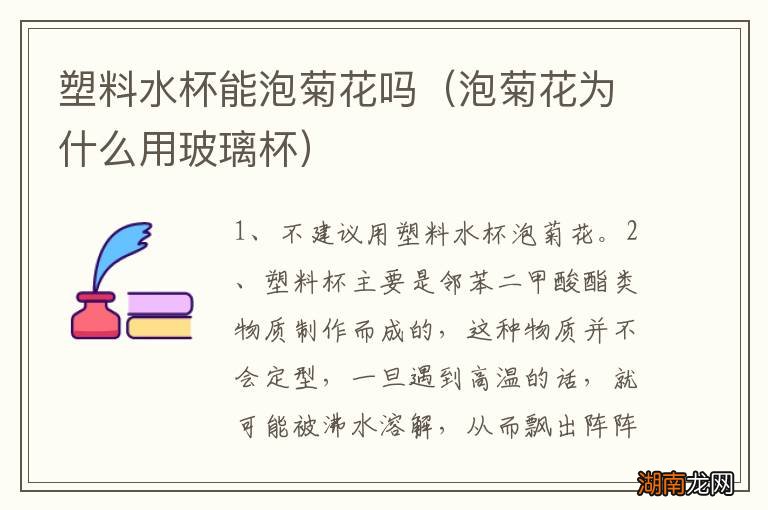 泡菊花为什么用玻璃杯 塑料水杯能泡菊花吗