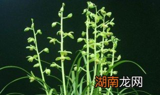 下山兰花怎么栽植