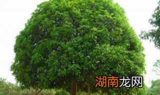 桂花树太高怎么办