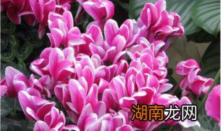 养仙客来的忌讳