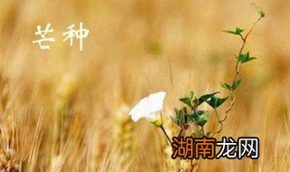 芒种原唱是谁?该歌曲什么时候发布的?