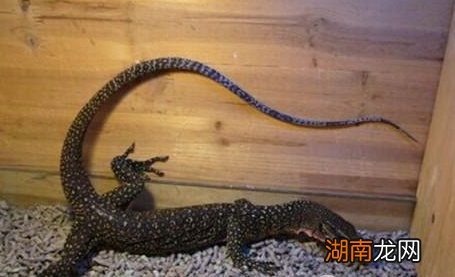 黄巨蜥有哪些形态特征？一般都分布在哪里呢？