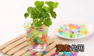 怎么养海绵宝宝才不破 怎么养海绵宝宝