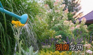 上楼浇水的正确方法 上楼浇水的正确方法视频