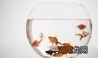 怎么养水 怎么养水培植物