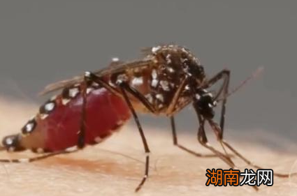 古代夏天来临之际 古人会用什么东西防蚊驱蚊