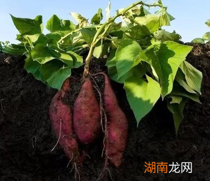 清朝人口从五千万增长到四亿 期间道理发生了什么