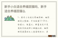 新手小白适合养缅因猫吗，新手适合养缅因猫么