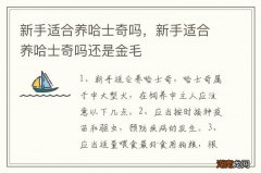 新手适合养哈士奇吗，新手适合养哈士奇吗还是金毛