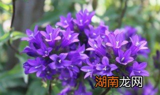 新手适合养风铃花吗 新手适合养风铃花吗视频