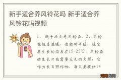 新手适合养风铃花吗 新手适合养风铃花吗视频