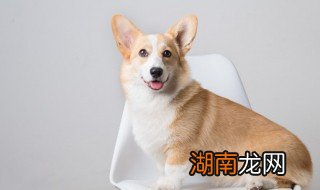 养殖狗的技术方法 怎么养殖狗