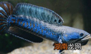 新手适合养雷龙鱼吗 新手养什么品种的雷龙鱼最好