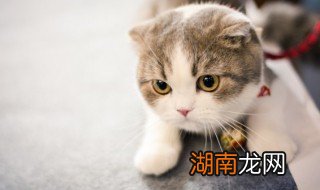 新手能养加菲猫吗 新手最适合养加菲猫吗