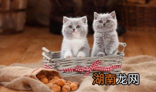 中华田园猫新手适合养吗，中华田园猫新手适合养吗贴吧