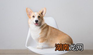 新手适合养柯基吗 新手适合养柯基吗?