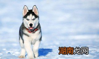 新手适合养雪橇犬吗 新手适合养雪橇犬吗知乎