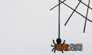 新手适合养什么跳蛛 新手适合养跳蛛吗