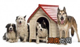 新手女生适合养德牧吗，新手女生适合养德牧吗图片