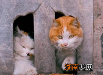 在古代也有猫奴？古人又是如何吸猫的呢？