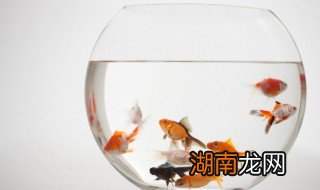 鱼能不能带上轻轨，鱼能不能带上轻轨车