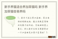 新手养猫适合养加菲猫吗 新手养加菲猫容易养吗