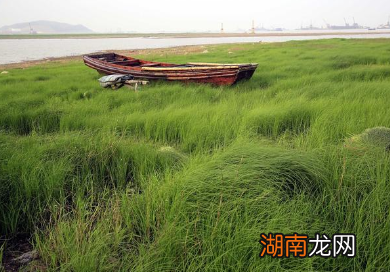 盘点五首关于春草的诗作,蕴含诗人怎样的情感?