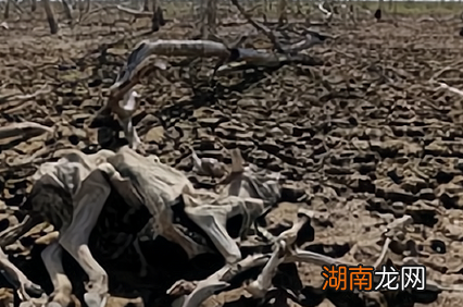 古代闹饥荒的时候 古人为什么不去捕捞鱼虾充饥