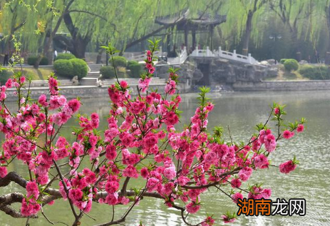 纳兰性德是如何描写桃花的？他为何对桃花念念不忘？