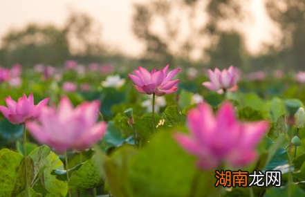 历朝历代吟咏荷花的诗作为何多集中在西湖?有哪些相关诗作?