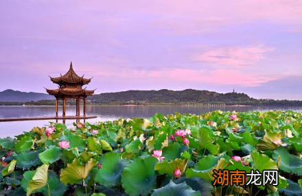 历朝历代吟咏荷花的诗作为何多集中在西湖?有哪些相关诗作?