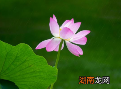 周敦颐在北宋时期并非极负盛名的诗人，为何他的《爱莲说》能名垂千史？