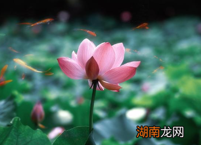 周敦颐在北宋时期并非极负盛名的诗人,为何他的《爱莲说》能名垂千史?