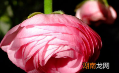 花毛莨属于什么品种？都有哪些栽培技巧呢？