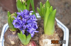 风信子属于什么品种？都有哪些栽培技巧呢？