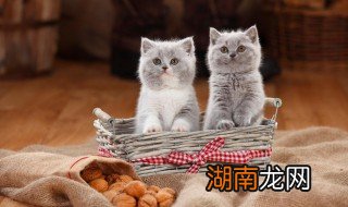 一个多月小猫怎么喂养比较好 如何养一个多月的小猫