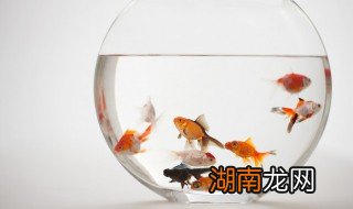 卧室放鱼缸好吗?鱼缸可以放在卧室吗? 卧室里摆放小鱼缸可以吗