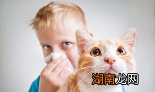 养猫能不能放阳台里 养猫能不能放阳台里养