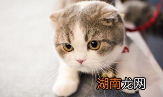 幼猫能不能喝饮料，宠物猫可以喝饮料吗