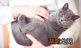 猫妈妈能不能吃幼猫粮,猫妈妈能不能吃幼猫粮和猫粮