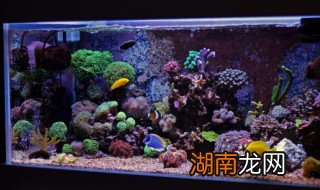 鱼缸养什么鱼好养活得久 鱼缸养什么鱼好养活
