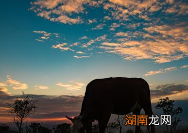 高启为何能与刘伯温相媲美?他最后为何死于文字狱?