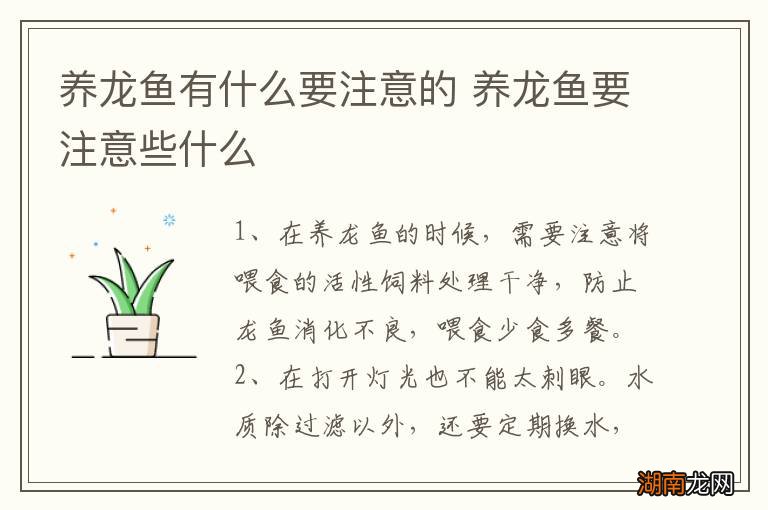 养龙鱼有什么要注意的 养龙鱼要注意些什么