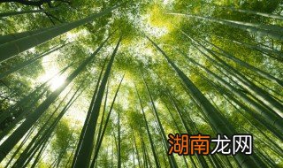 新鲜竹叶的保存方法晒干 竹叶可以保存多久